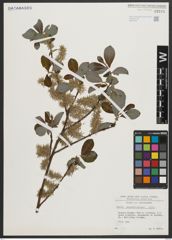 Foto von Salix appendiculata Vill.
